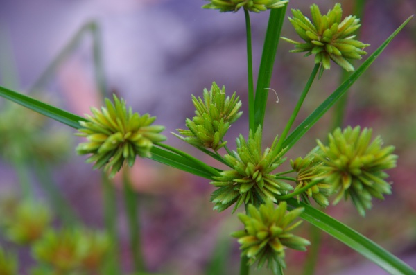 High Country - River Flower
