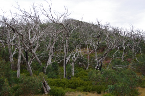 High Country - Tree's
