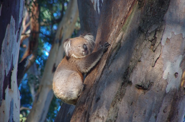 Murray River Koala
