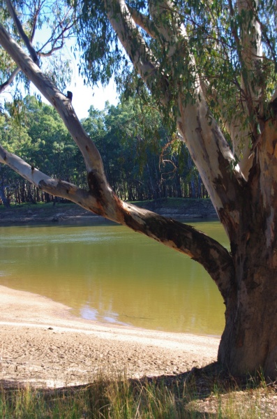 The Murray River NSW
