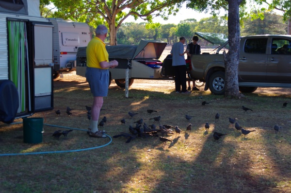 Harry HiPants feeding the birds. Dunmarra
