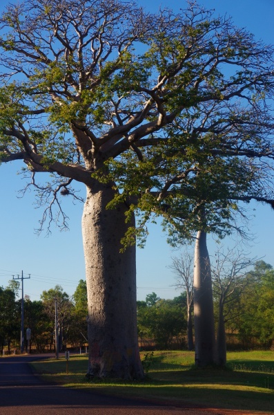 Kununurra Boab
