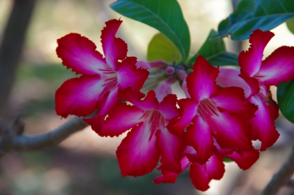 Flowers at Parry Creek Farm - Great Place
