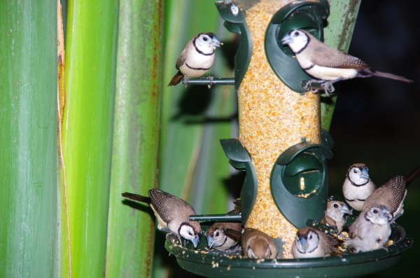 Ellenbrae Station - Finches
