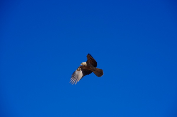 Hawk Gibb River Rd, WA
