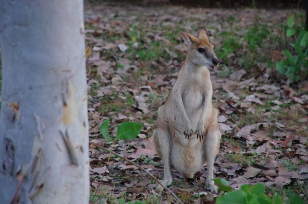 Elizabeth Station - Gibb River rd - Wallaby
