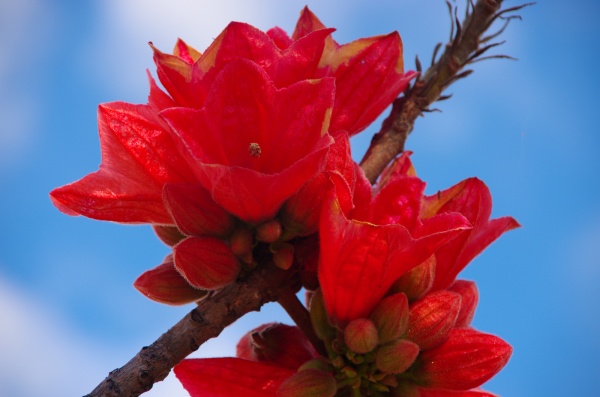 Kimberley Bush Roses. WA
