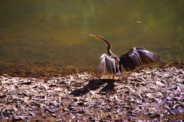 Windjana Gorge - WA
