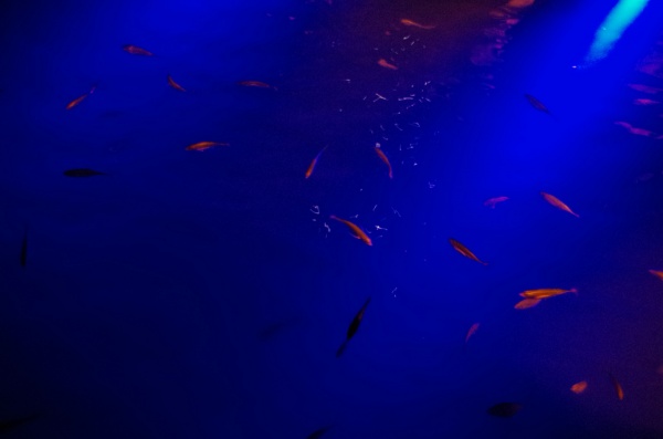 Derby Horizontal Falls tour - Fish from the Boat.
