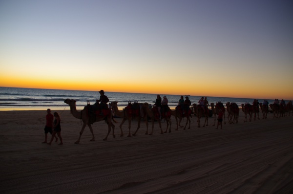 Broome WA - Camels
