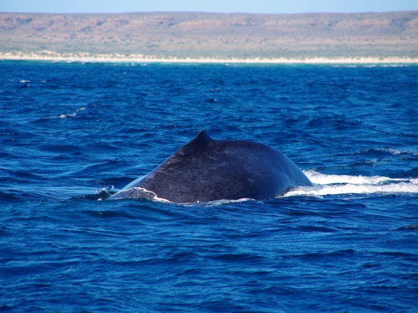 Whale, Exmouth WA.
