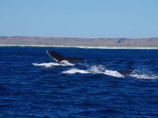 Whales, Exmouth WA.
