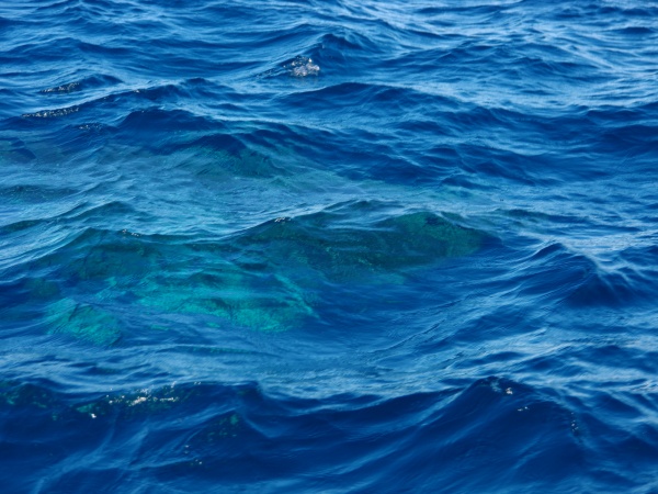 Whale Shark, Exmouth WA.
