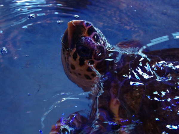 Denham - aquarium
