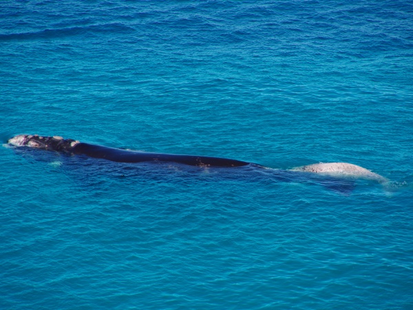SA, Head of the Bite - Whales. Awsome views, Mum's with babys.
