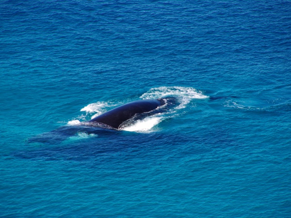 SA, Head of the Bite - Whales
