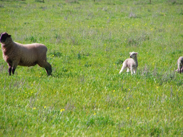 Vic, Lambs - Nearly Home.
