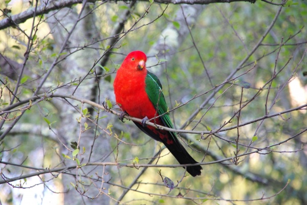 Bird
