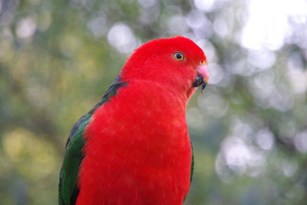 Bird
