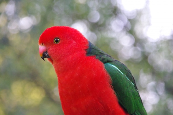 Bird
