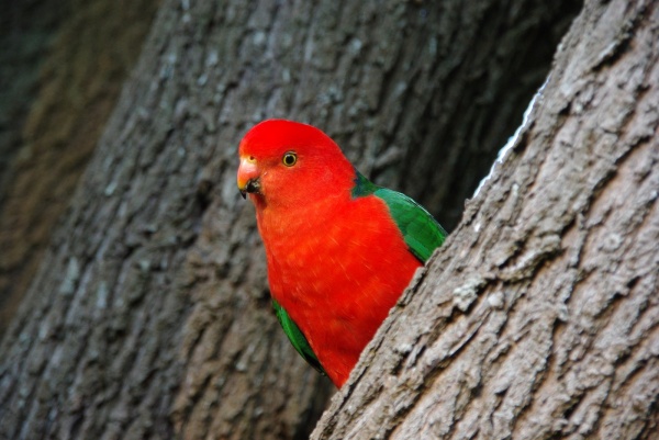 Bird

