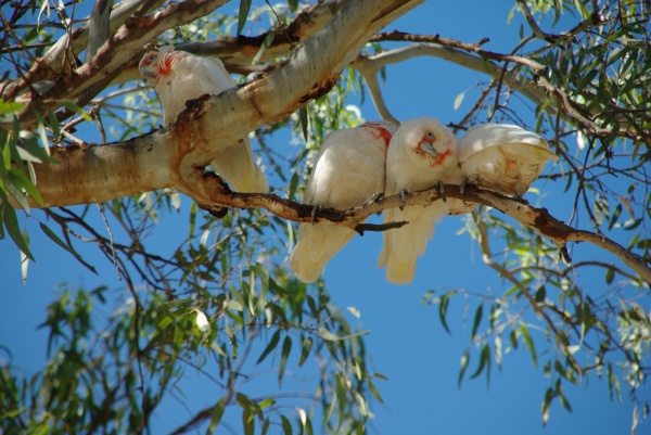 Nhill - Birds
