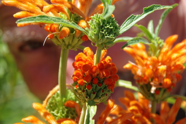 Flower Face
