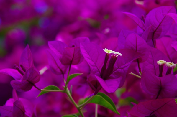 Hobart Flowers
