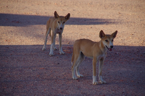 Dingo pups at roadside stop.
