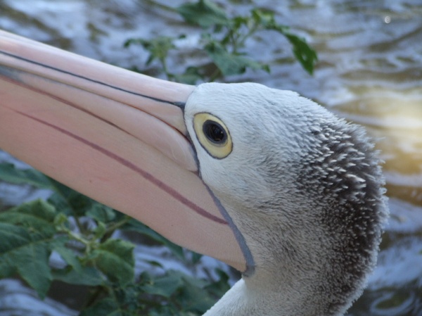 DSCF2272.JPG