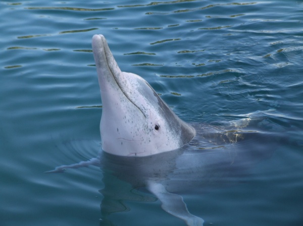 Sea World - Gold Coast
