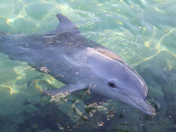 Sea World - Gold Coast

