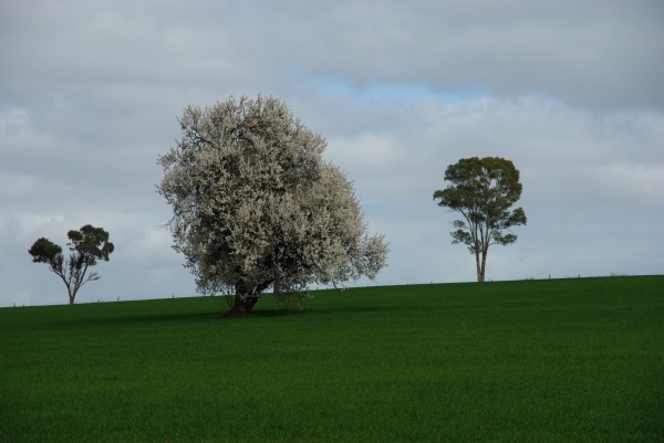 SA field
