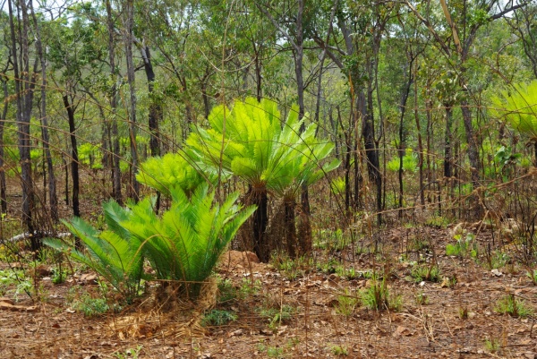Central arnhem hwy - green plant life.
