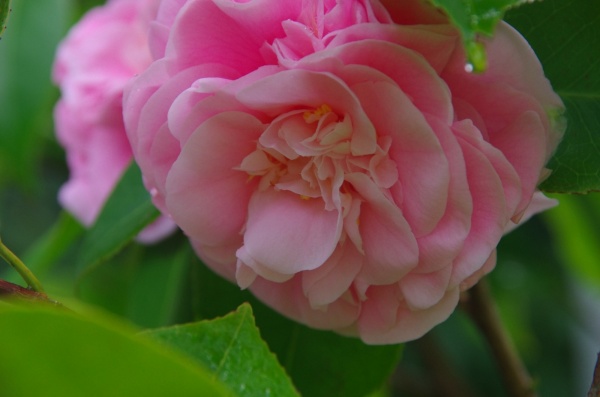 Maccas Flower
