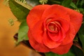 1024x685-IMGP4786.jpg