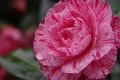 1600_IMGP7799.jpg