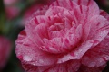 1600_IMGP7800.jpg