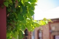 1600x1071-IMGP8249.jpg