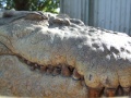 DSCF1246.JPG