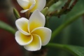 Imgp8535.jpg