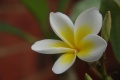 Imgp8537.jpg