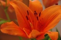 Imgp8541.jpg